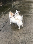 [김경애의 시골살이] ⑭ 우리 동네 강아지, 그리고 복날