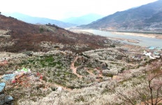 [이야기가 있는 풍경] 물길 따라 꽃길 따라 떠난 섬진강 여행