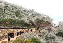 [이야기가 있는 풍경] 물길 따라 꽃길 따라 떠난 섬진강 여행