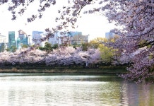 [이야기가 있는 풍경] 봄날 아침, 석촌호수 벚꽃 산책 어때요?