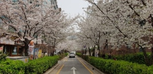 성북천 벚꽃길에서 천변 산책로까지... 봄꽃 만끽하세요