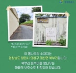 우영우 팽나무, 경남 창원시에 있다… 관광 명소로 부상