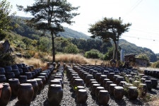 자작나무 숲, 산을 두른 책방… 경기도에서 찾은 가을 숲