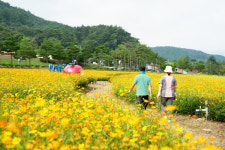 청송군 주왕산 관광단지, 황화코스모스 활짝