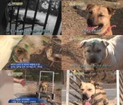 동물농장 투견 실태 공개 소름끼치게 잔인한 동물학대