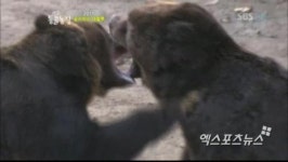 곰 사파리 잔혹사 다스의 복수가 전개될지 궁금하네