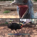 가장 위험한 새 화식조, 위험하지만 원주민에게 큰 도움