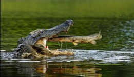 운 없는 물고기, 점프 후 들어간 곳이 하필 악어 입 속