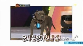 블라인드 테스트쇼 아메리칸 불리, 분양가 1000만 원 화제