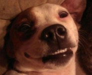 방귀 뀐 애견 표정, 만족한 듯한 모습에 폭소