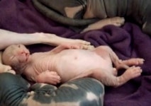 외계인 닮은 고양이, 털 한가닥 없는 몸 눈길