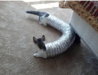 아주 긴 고양이 2탄, 내 꼬리가 잘 보이네~