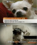 故 황정순과 10년 넘게 지낸 반려견, 유족 측에 안락사 당해