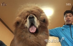 동물농장, 세월호 참사 속에 MC 없이 방송