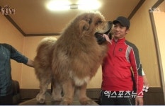 동물농장에 등장한 사자개 장오 몸 값만 수십억대?