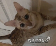 동물농장 사바나캣 관심집중, 귀여운 이 아이의 정체는?