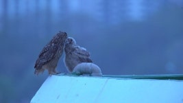 동물농장 신동엽, 수리부엉이 모성애에 뭉클 모든 엄마는 대단