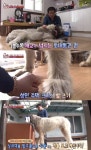 동물농장 아이리시 울프하운드 등장…두 발로 일어서면 무려 170cm
