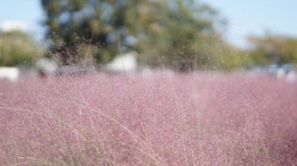 평강랜드, “핑크뮬리 만개한 가을꽃 축제에 놀러오세요”