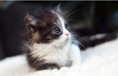 서울 송파, 일산 및 인천 전국 프리미엄 고양이분양 전문샵 ‘도레미캣’ 최적의 반려묘 관리 주목