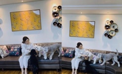 홍수아, 반려견과 함께 토리를 찾아라 [★해시태그]