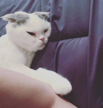 안재현, 한달만 근황…반려묘 안주와 여유 가득 [해시태그]