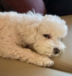진태현♥ 박시은, 부시시한 모습도 예쁘네…딸·반려견과 집콕 일상 [★해시태그]