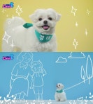 투니버스, 화제의 강아지 경태와 ‘조심조심 강아지송’ 콜라보 MV 공개