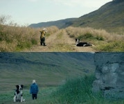 램 양 목장에서 태어난 신비한 아이 아다, 호러블 아이콘 등극