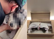 임신 김영희, 새벽 응급실 간 반려견 결국 하늘로 눈도 못 감고, 미안해 [전문]