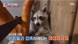 동물농장 야생동물카페 참극 방송 후, 업주 강력 처벌 요청 쇄도 [종합]