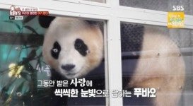 영원한 아기 판다 푸바오와 함께한 1354일…하늘도 슬퍼한 이별 (동물농장)