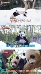 쌍둥이 사춘기 루이·후이바오 근황 보니…최고 시청률 7% 기록 (동물농장)