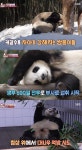 쌍둥이 사춘기 루이·후이바오 근황 보니…최고 시청률 7% 기록 (동물농장)