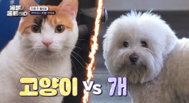 PT 숍 귀여움 책임지는 강아지VS고양이…같이 운동하고픈 멍냥이는? (동훌륭)