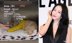 '반려견 낙상 사고' 한예슬, CCTV 확인했다…
