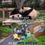 푸바오 동생 루이·후이도 독립…불안한 母아이바오→쌍둥이의 용감한 첫발 (동물농장)