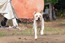 천사견이라 불리던 리트리버, 알고 보니... 식당 무법자 달빛이의 반전 (동물농장)