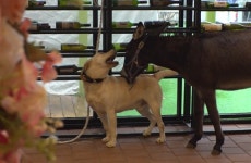 천사견이라 불리던 리트리버, 알고 보니... 식당 무법자 달빛이의 반전 (동물농장)