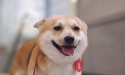 페이커, 롤드컵 3연패=똥개 룽지 덕?…경기 앞두고 기 받아 (동물농장)