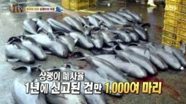 실검보고서, 멸종위기 토종 돌고래 상괭이, 한강에서 사체 발견