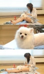 나 혼자 산다 한채아, 반려견 순심이 위해 셀프 미용 도전