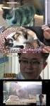 동물농장 고양이도 상상 임신을?… 양이의 사연