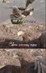 동물농장, 흰꼬리수리 야생 방사 프로젝트 공개