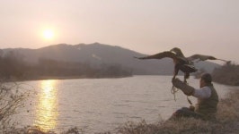 동물농장 멸종위기종 흰꼬리수리 가람이, 다시 야생으로