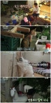삼시세끼 바다목장 이서진, 물고기에 모여든 고양이들과 대치