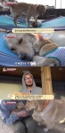 ‘동물농장’ 개와 고양이의 남다른 우정 “행동까지 닮아가”