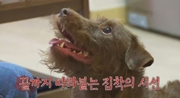 강형욱 출연 논란 속, 개훌륭 프로그램 폐지 후 리뉴얼 예정