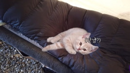 김숙, 캠핑장 텐트에서 죽은 쥐 발견에 아악! 비명…고양이의 보은(김숙티비)