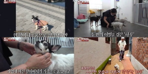 35세 미혼 치타, 마침내 벅찬 소식 전했다…새 가족 맞이 다시는 상처 받지 않길 (동물농장)[종합]